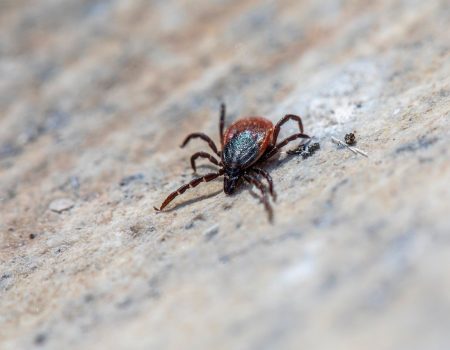 БОЛЕЗНЬ ЛАЙМА ВО ФРАНЦИИ: “ИНТЕЛЛИГЕНТНАЯ БАКТЕРИЯ”, КОТОРУЮ СЛОЖНО РАСПОЗНАТЬ